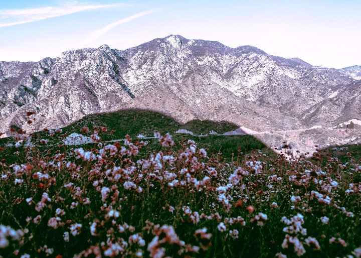2019 - <b>floral shadow</b>
angeles national forest, ca