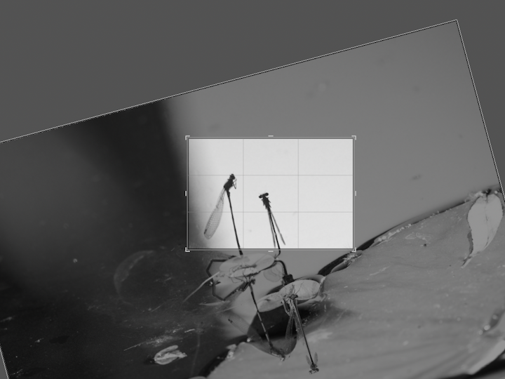 Experiment