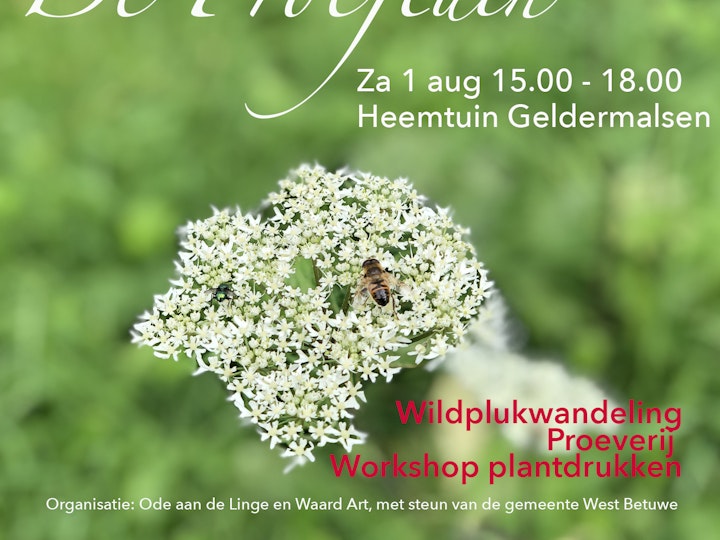 Heemtuin workshop proeven van planten