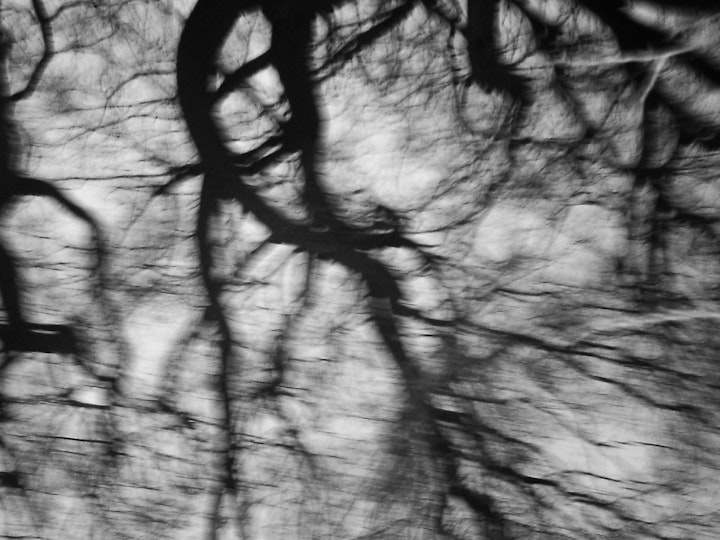 SALIX | Studies van een treurwilg