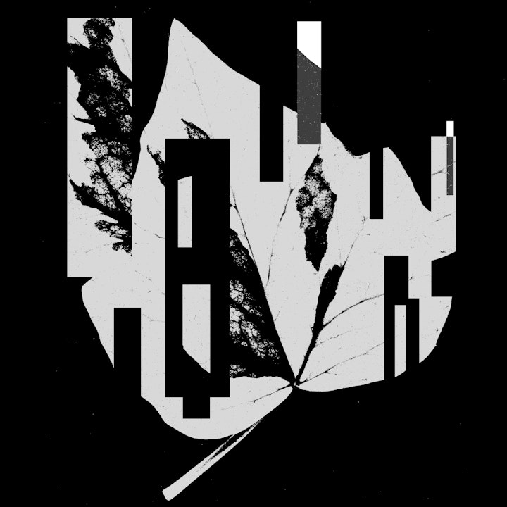 blad klimop-3 -