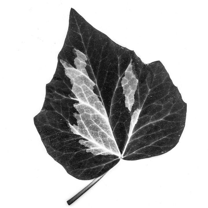 blad klimop-2 -