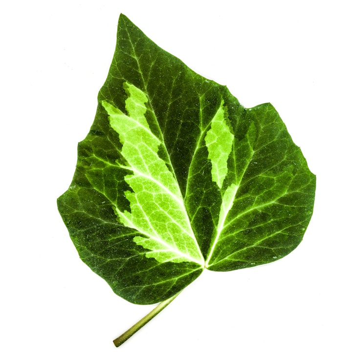 blad klimop -