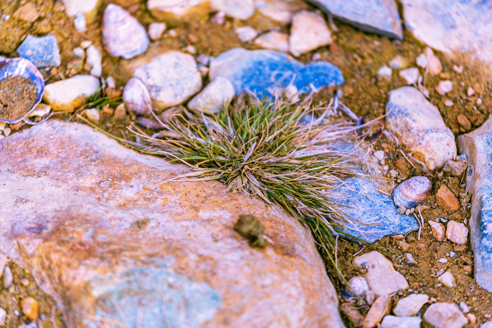 Antarctic Grass