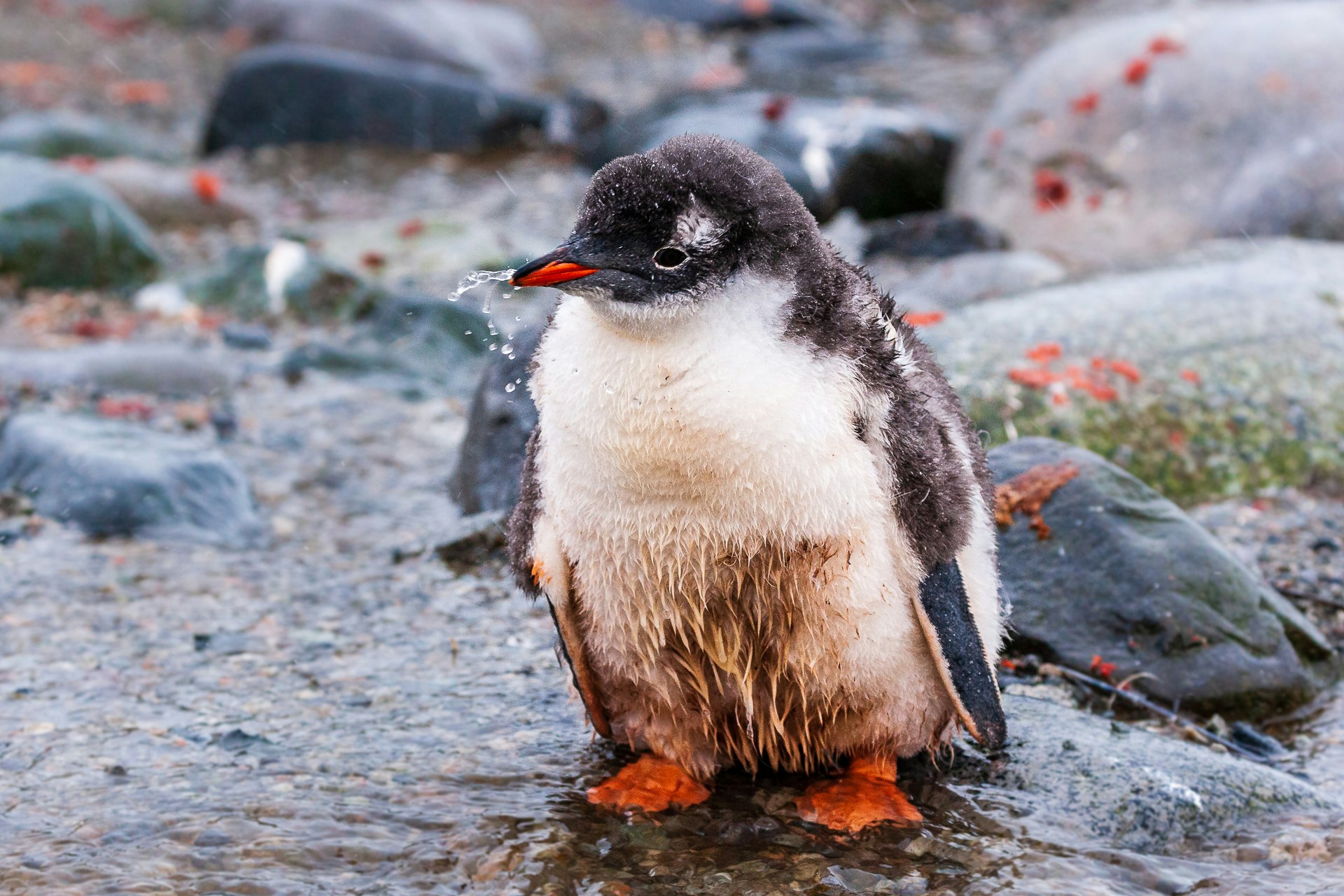 Gentoo Chick