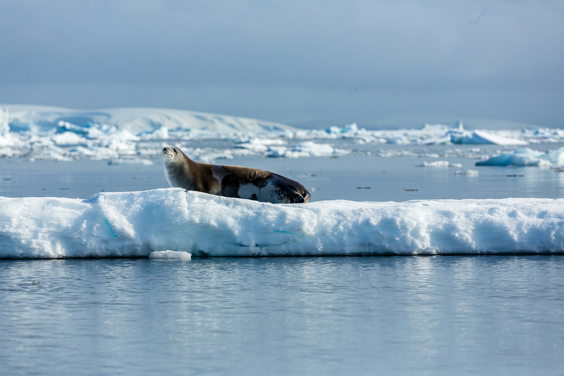 Crabeater Seal