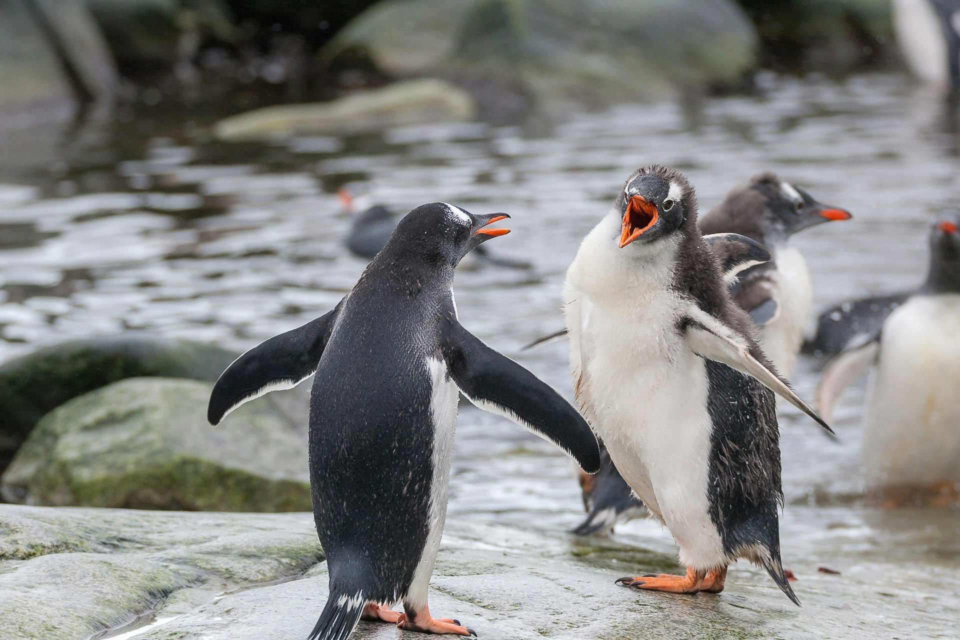Screaming Gentoo Penguins