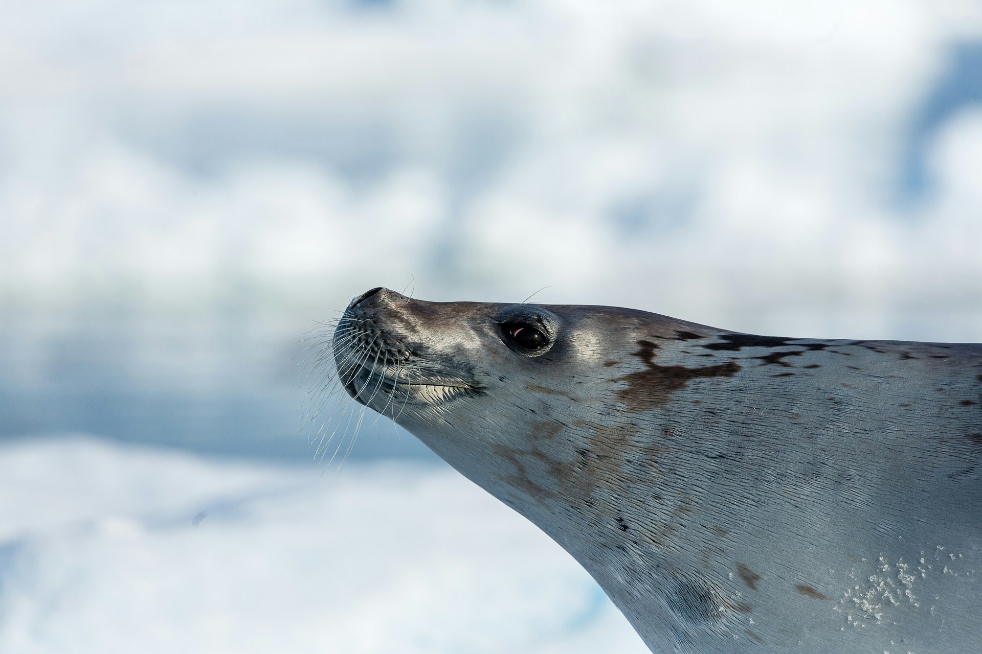 Crabeater Seal