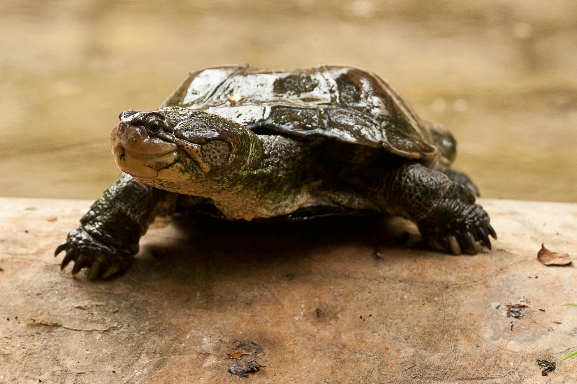 Turtle at the National Museum