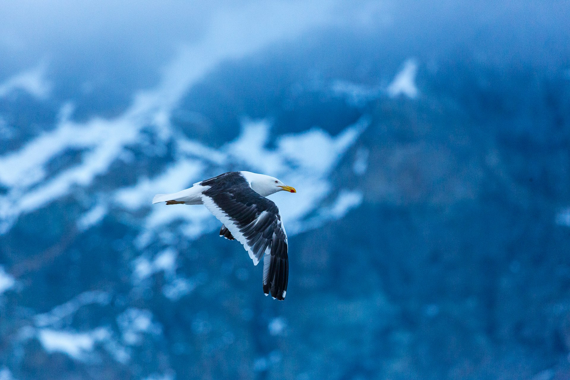A bird follows us to Neko Harbour