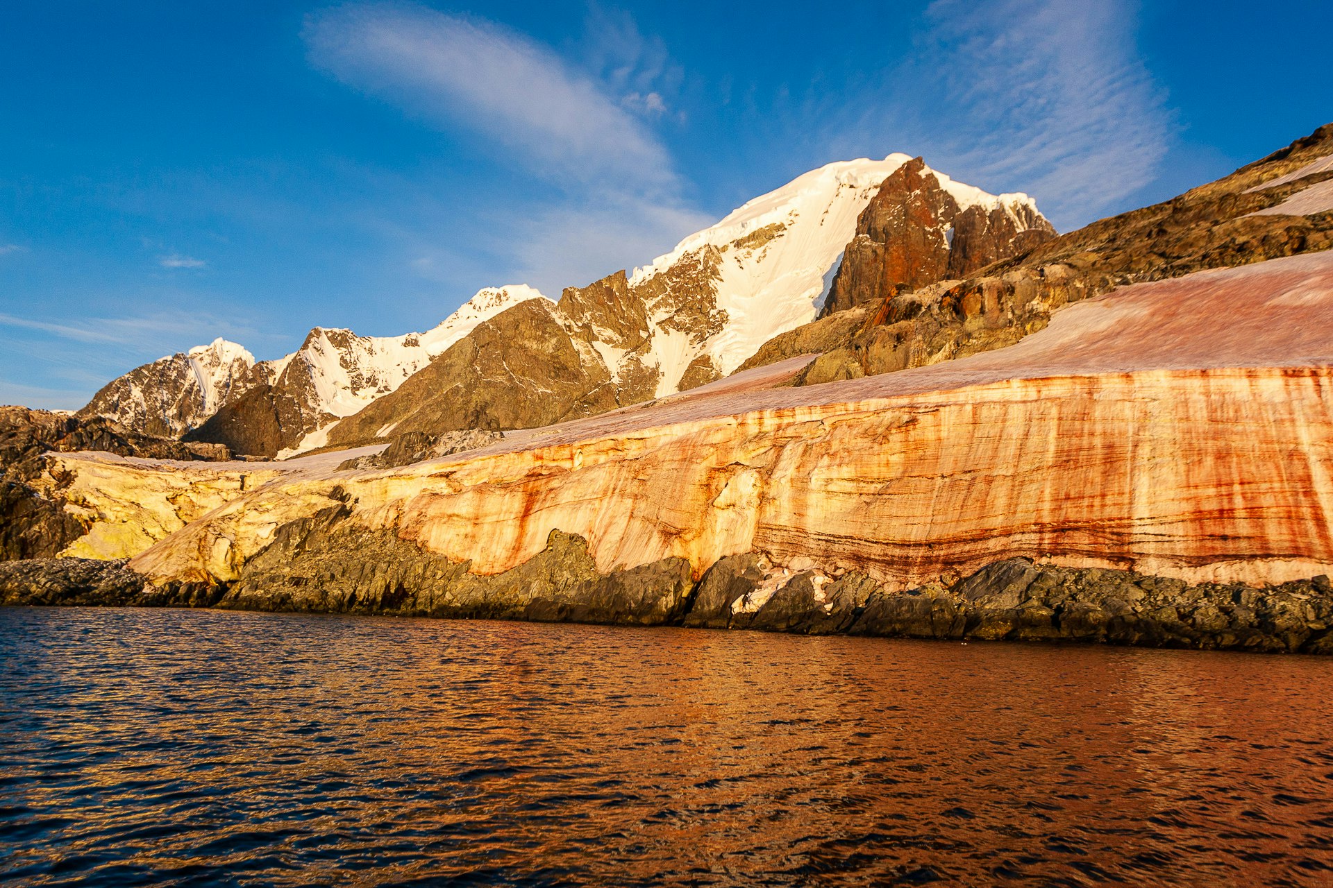 Red Algae