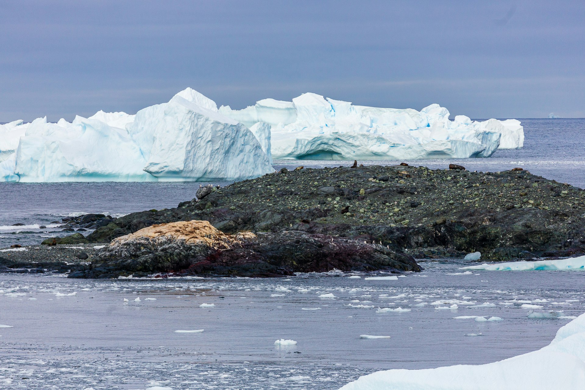 View from Pourquoi Pas Island of penguins & seals