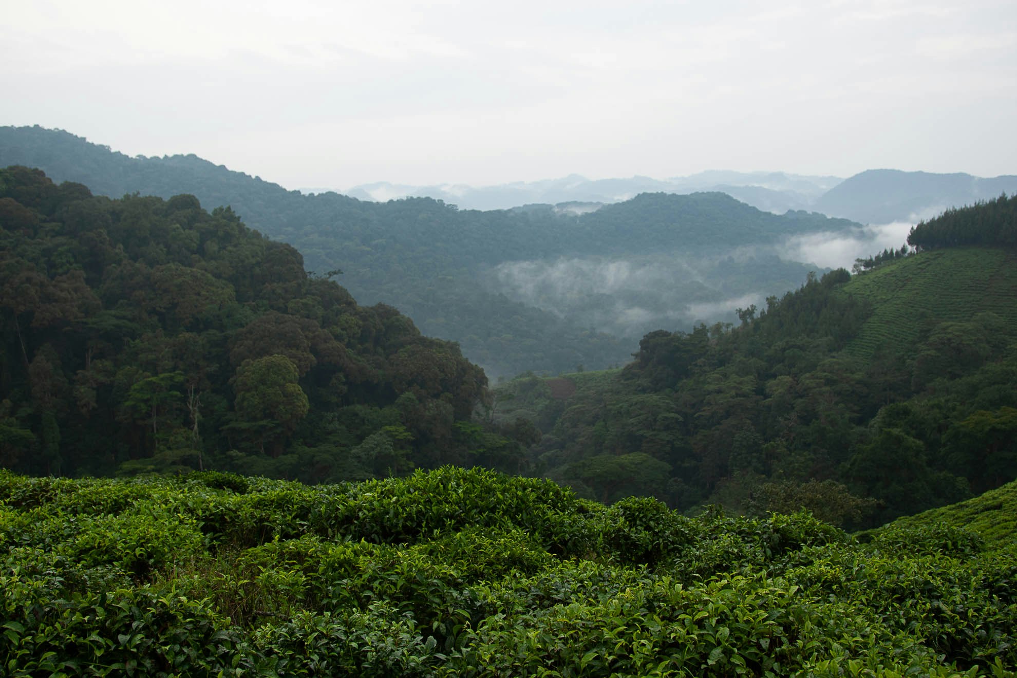 Bwindi Impenetrable National Park