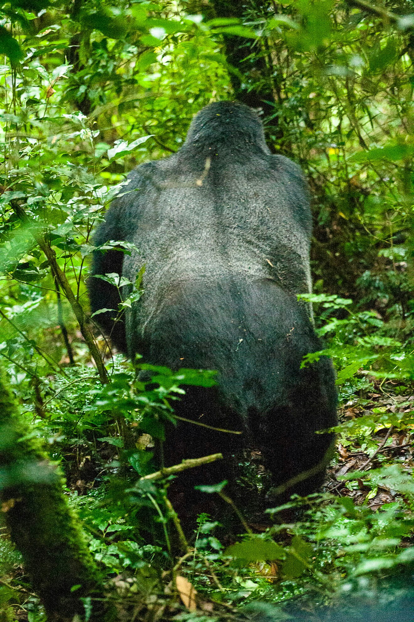 Male silverback gorilla