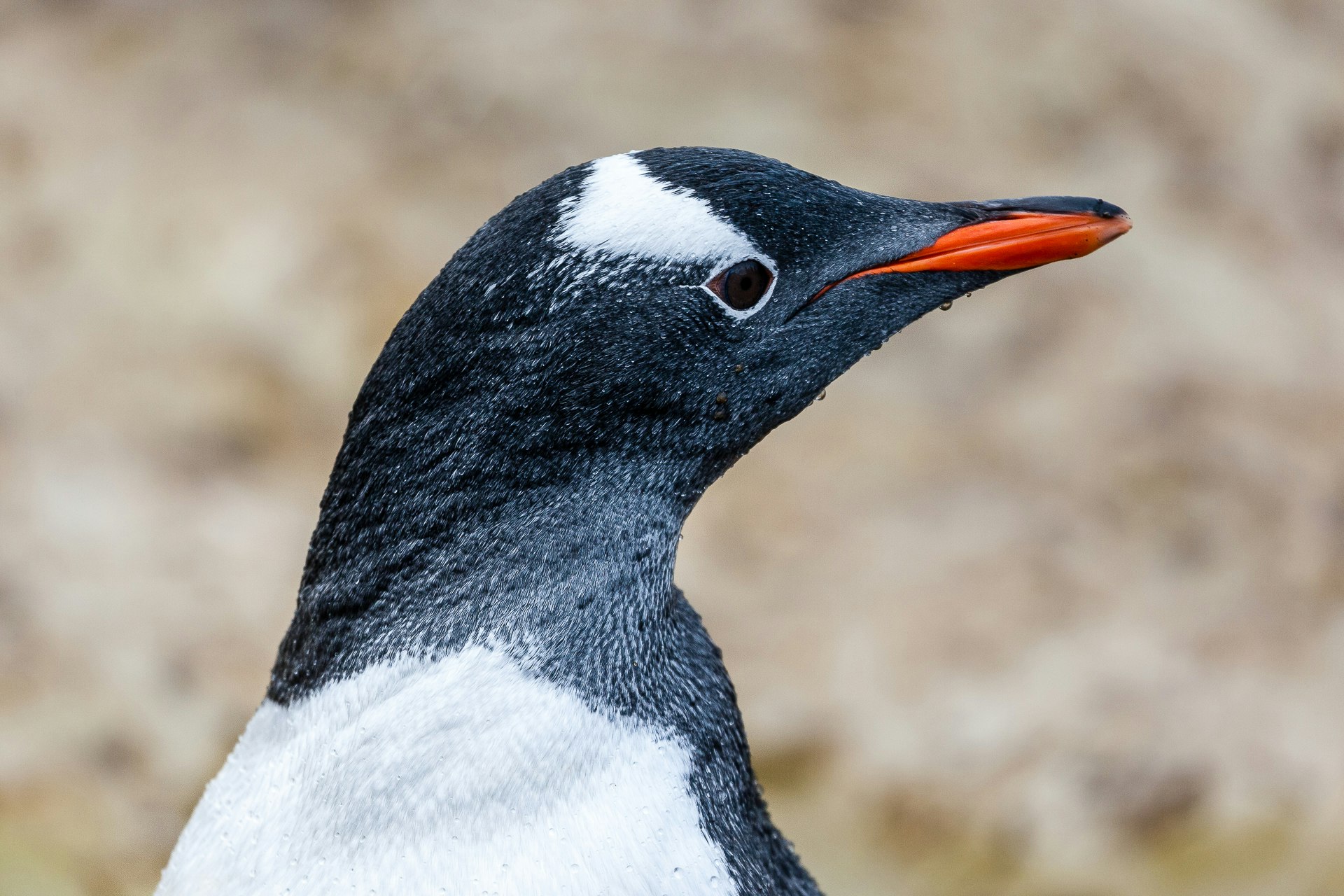 Closeup of Gentoo