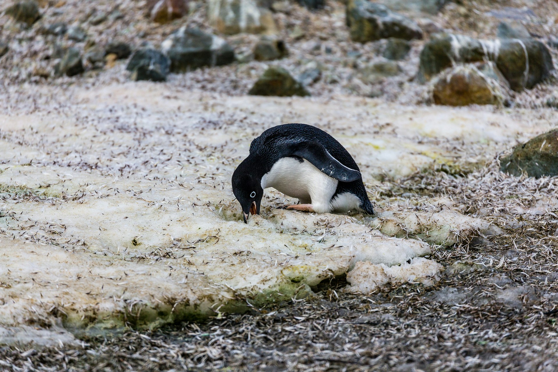 Adelie Penguin chewing ice