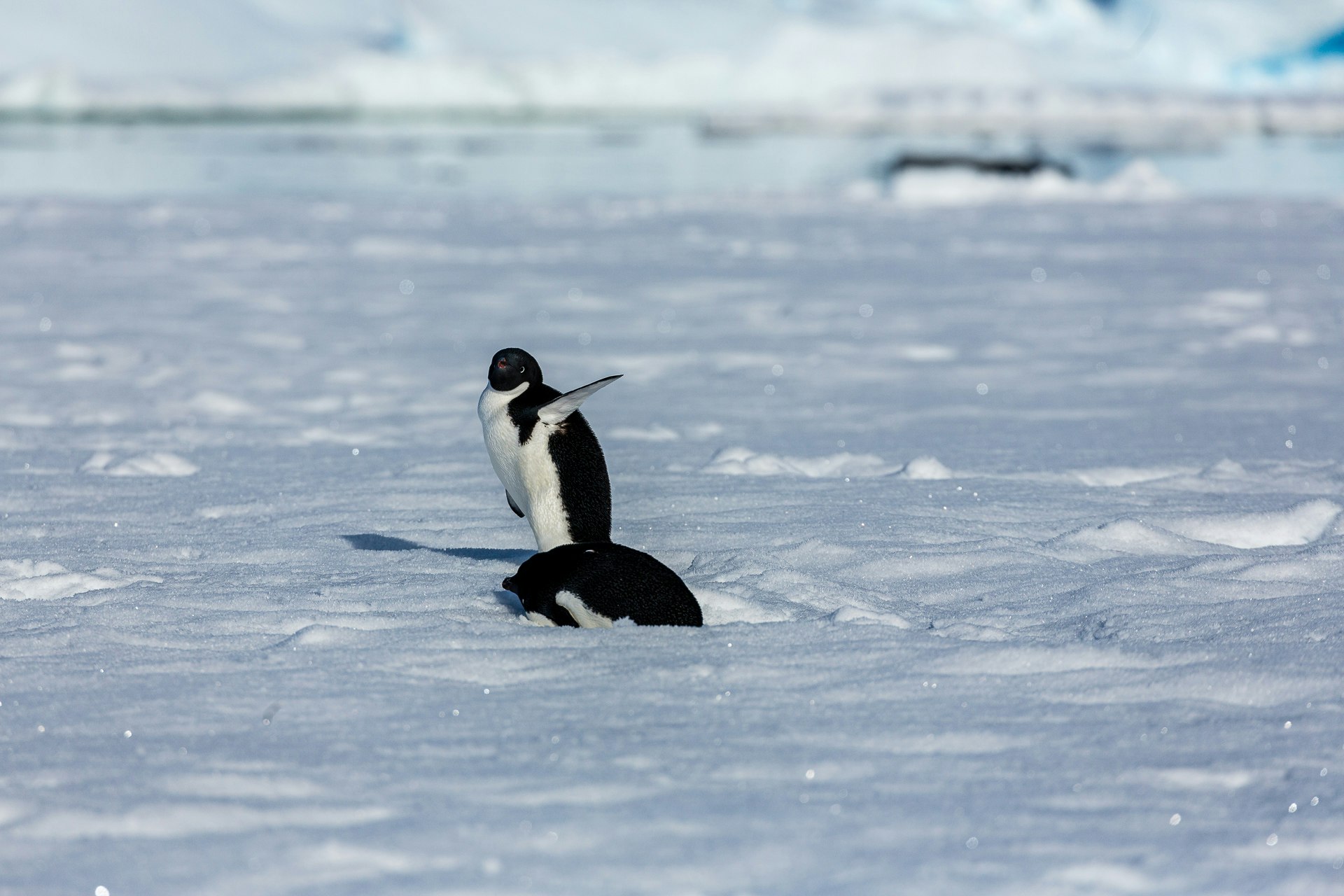 Adelie Penguins on Sea Ice