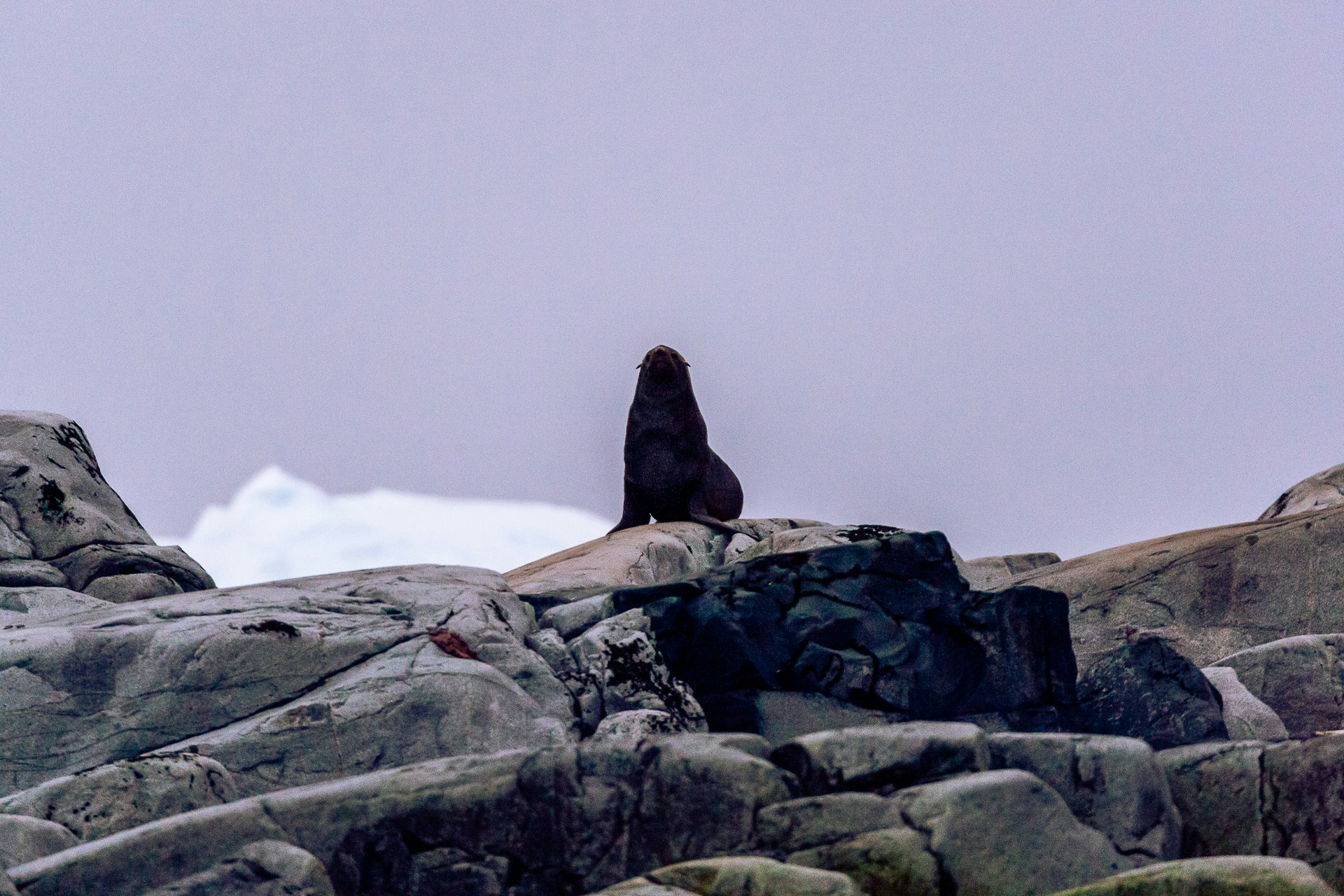 Crabeater Seals