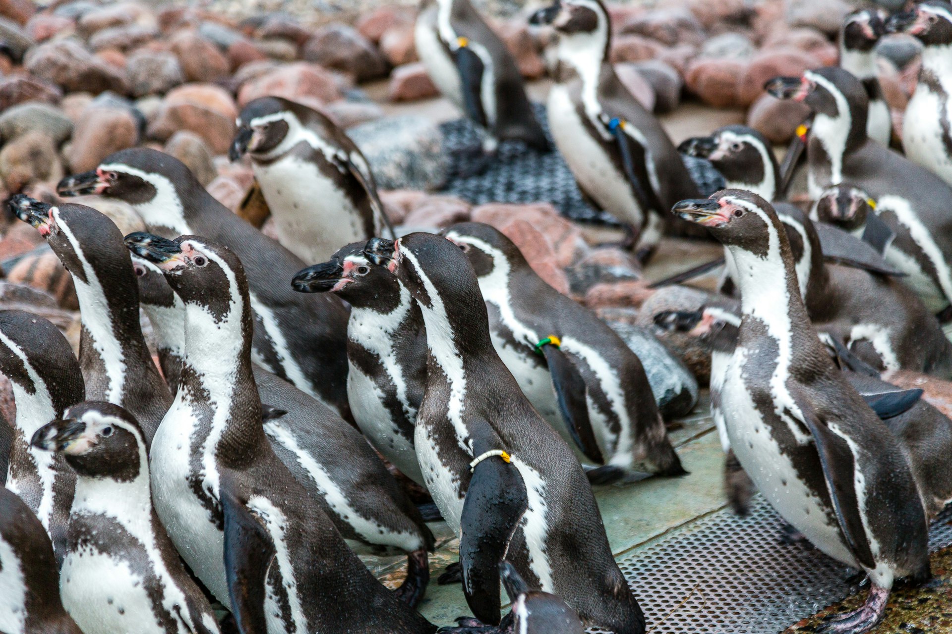 Penguin crowd at Slottskogen