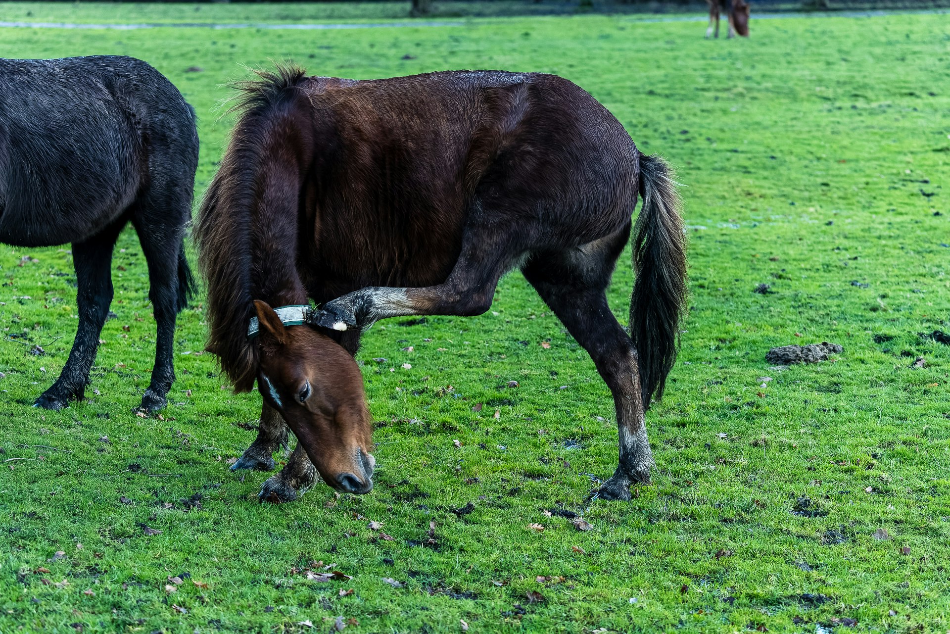 New Forest Animals II - A Tog's Trek New Forest Animals II - A Tog's Trek