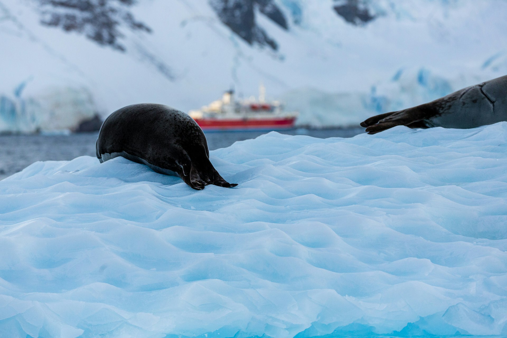 Crabeater Seal