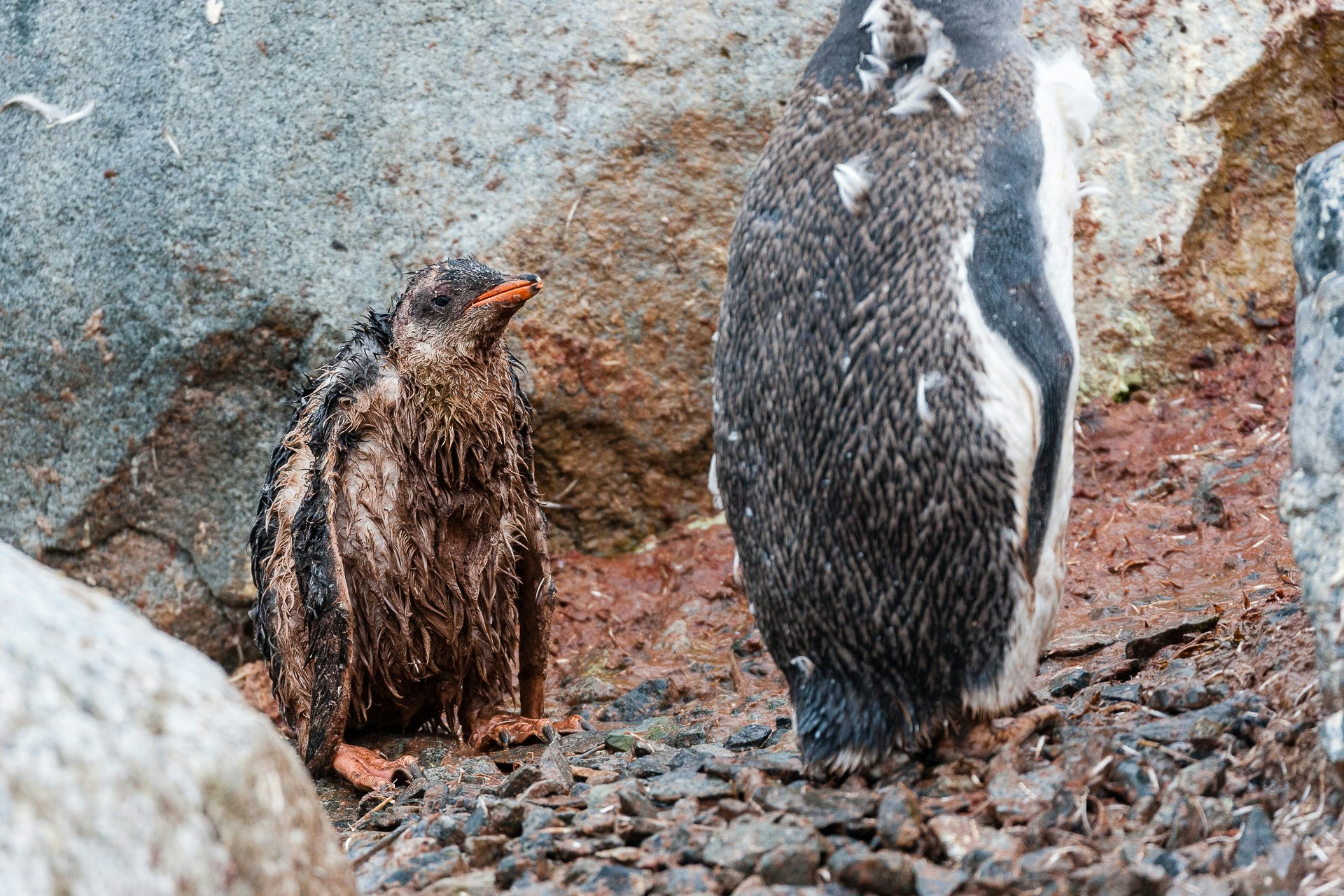 Injured Gentoo Chick and Unwilling Protector