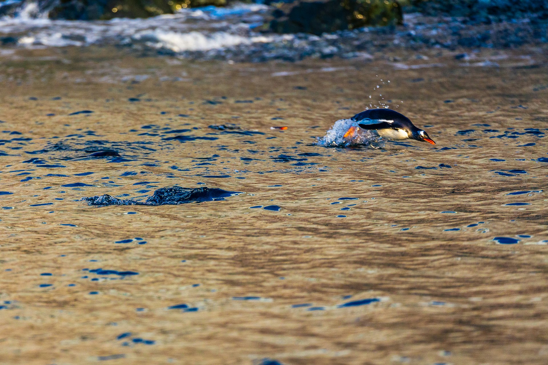 Gentoo dolphining
