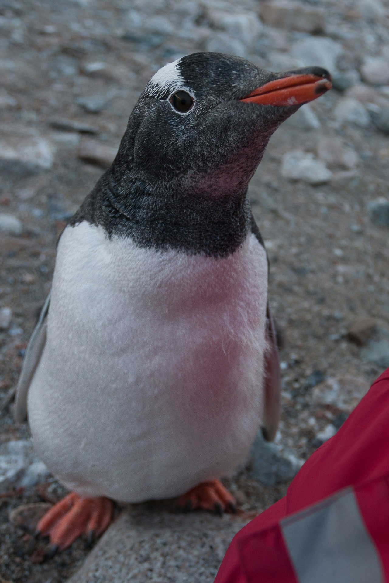 Up close with a gentoo