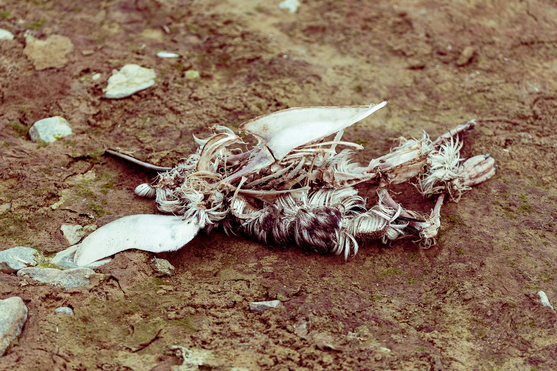 Penguin corpse