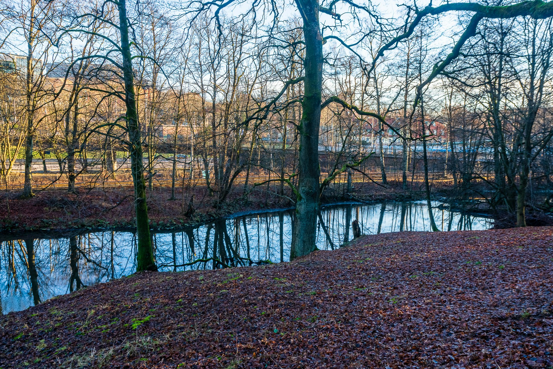Duck Pond in Slottskogen
