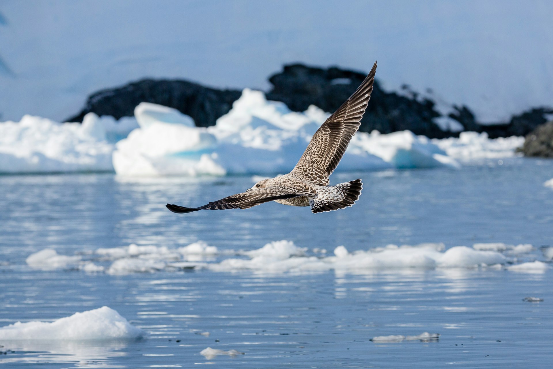 Juvenile Kelp Gull