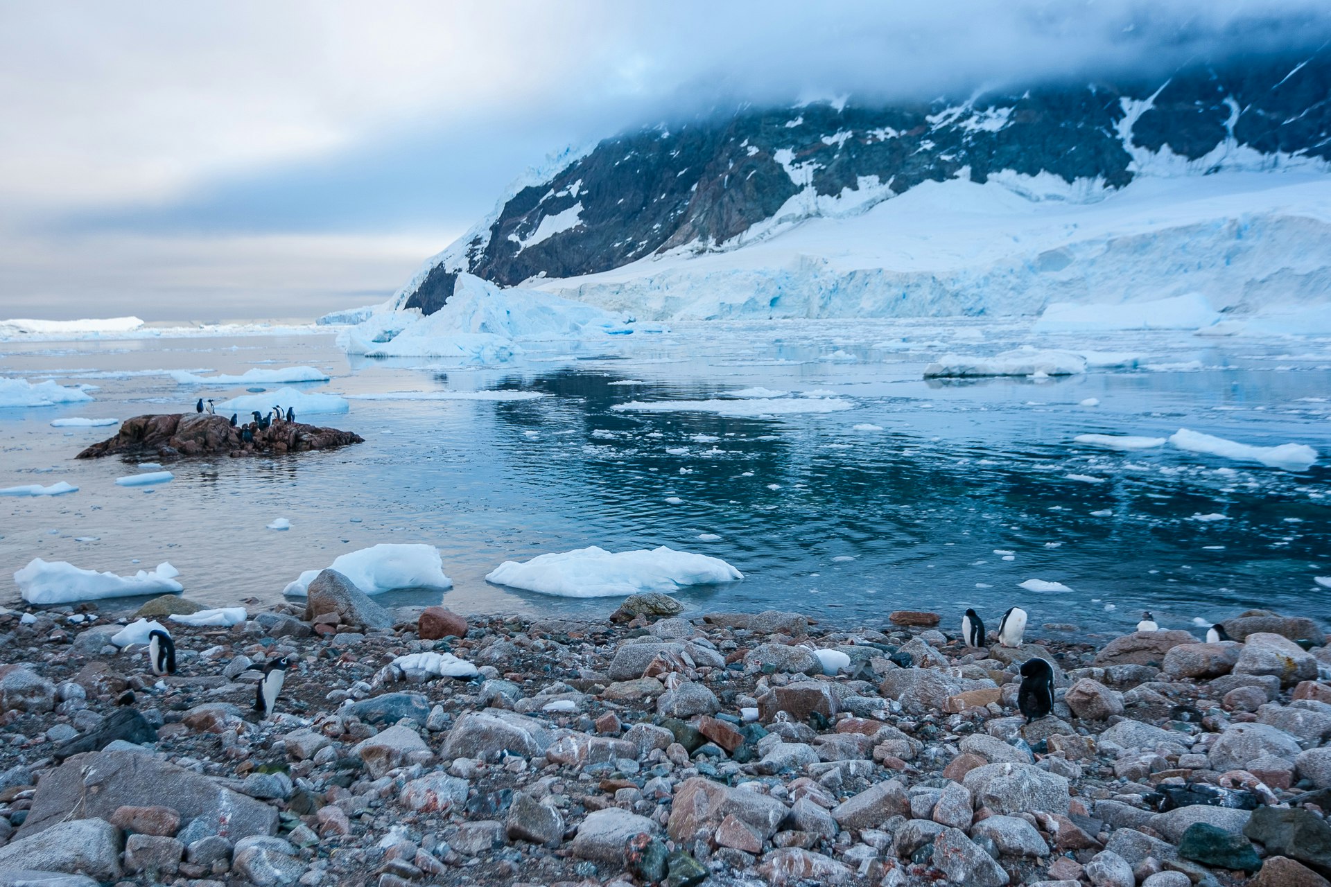 Penguin Colony