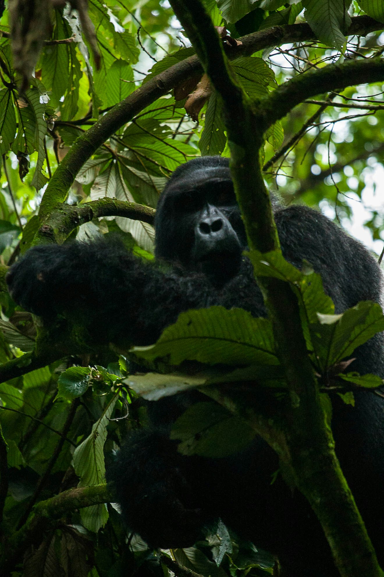 Gorilla in a tree looking down