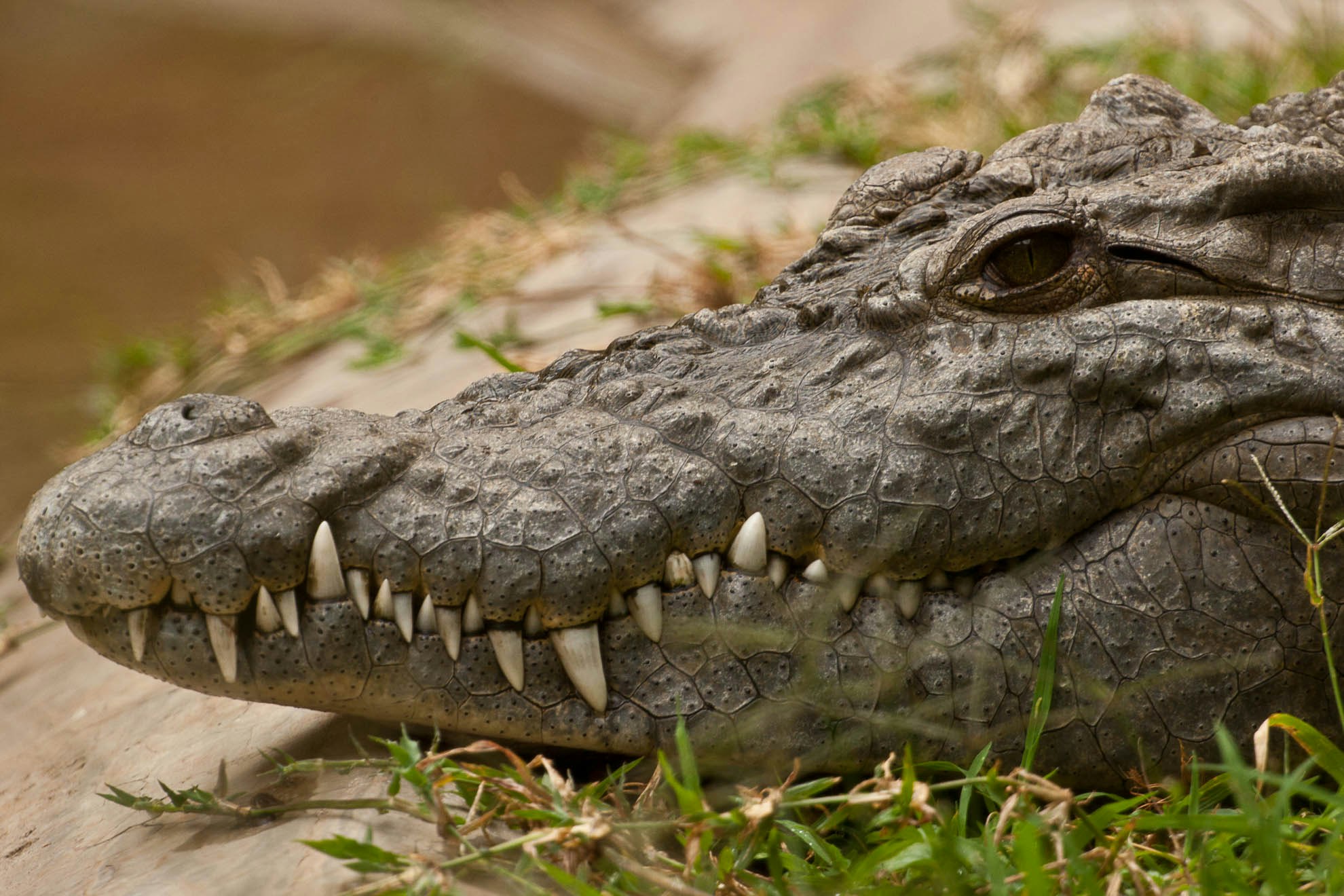 a 'tame' crocodile