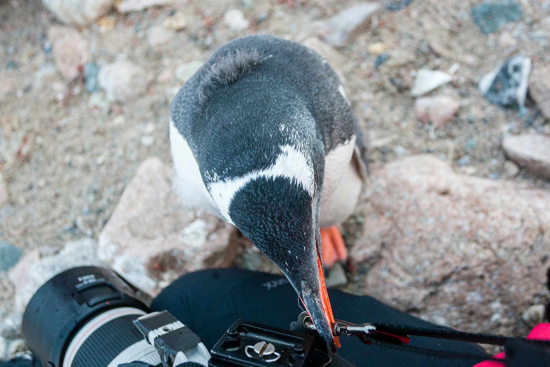 My Penguin