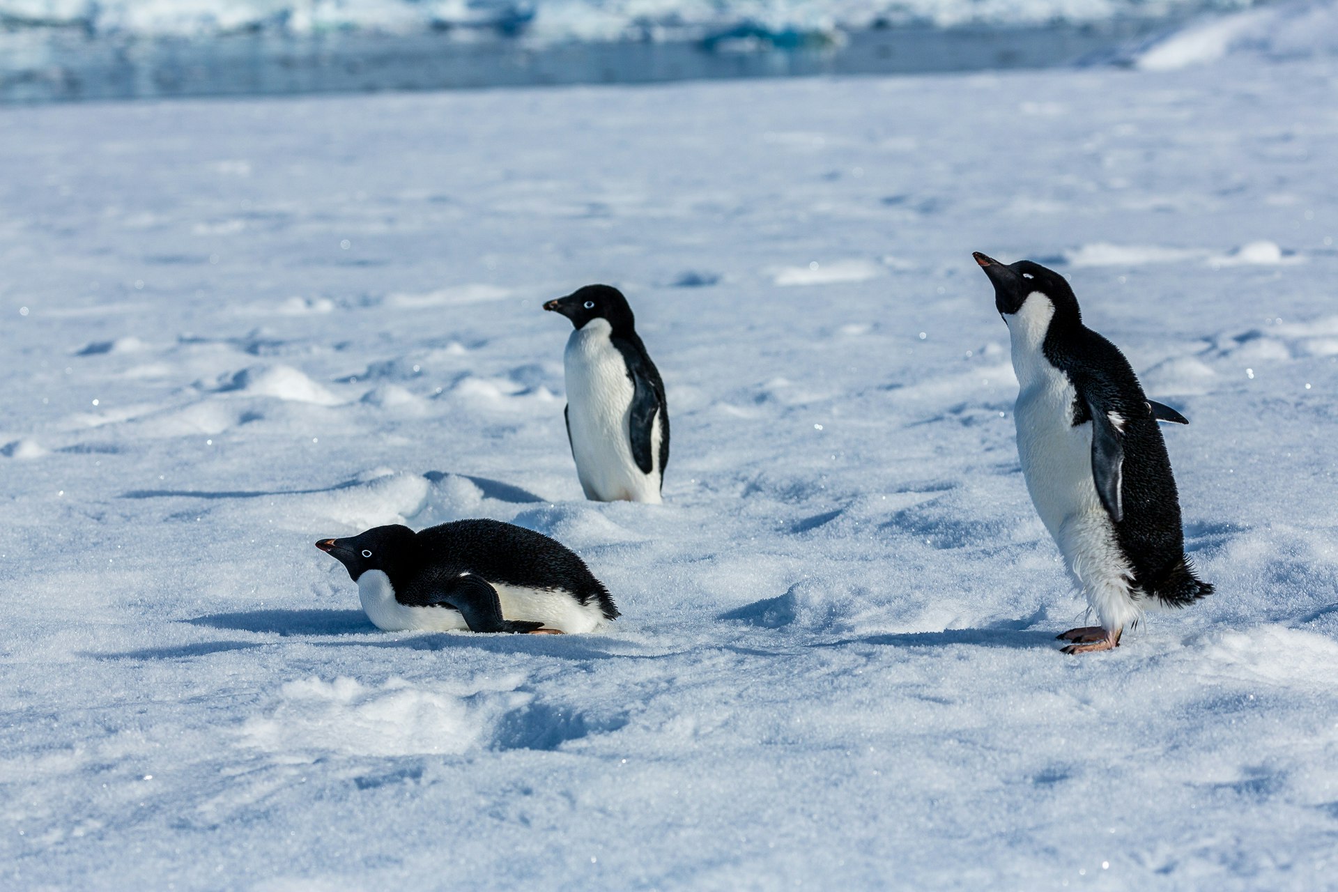 Adelie Penguins on Sea Ice