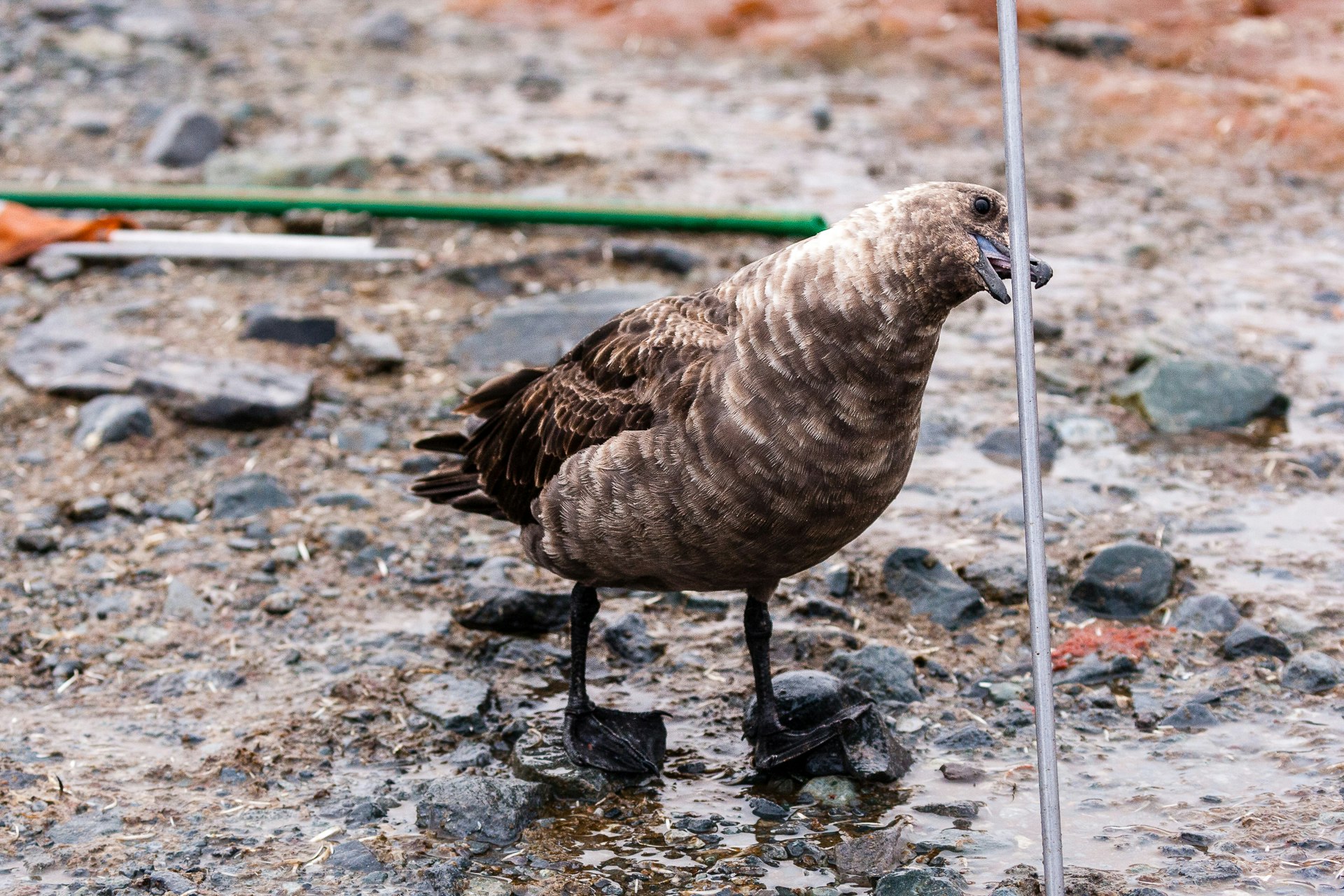 Skua on Petermann Island