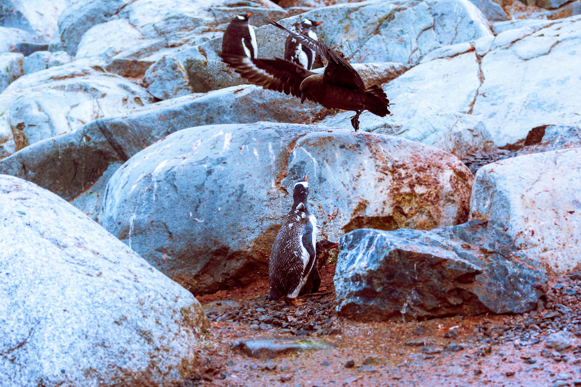 Skua hunts a Gentoo chick