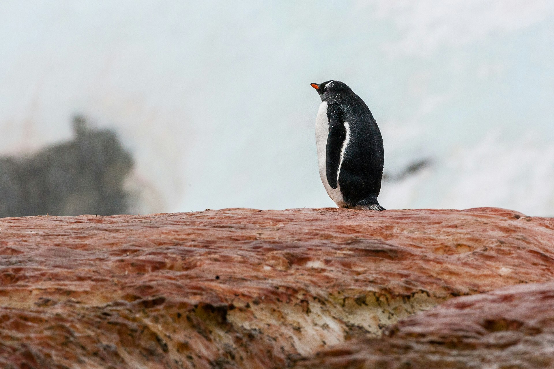 Gentoo Penguin on guano