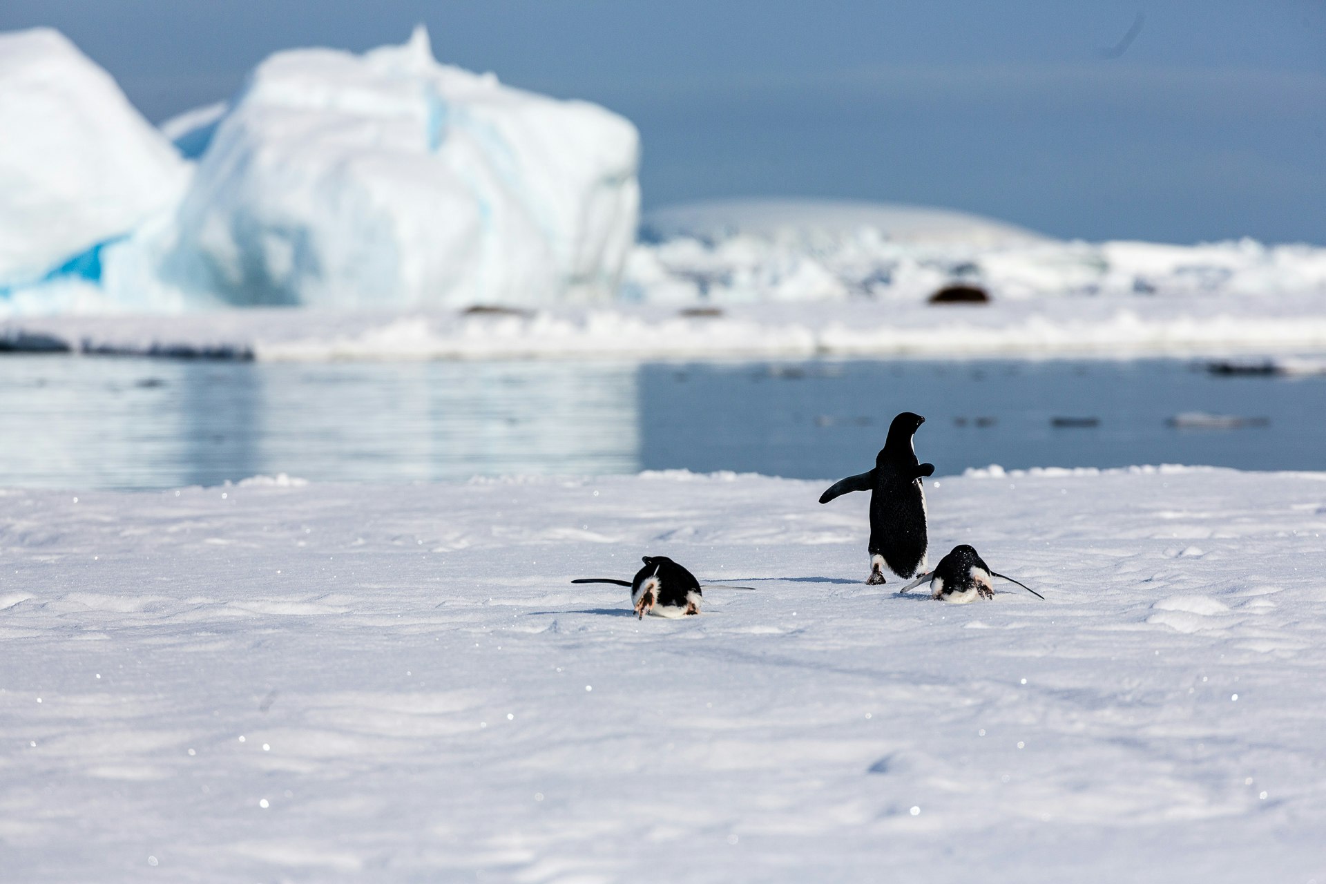 Adelie Penguins on Sea Ice