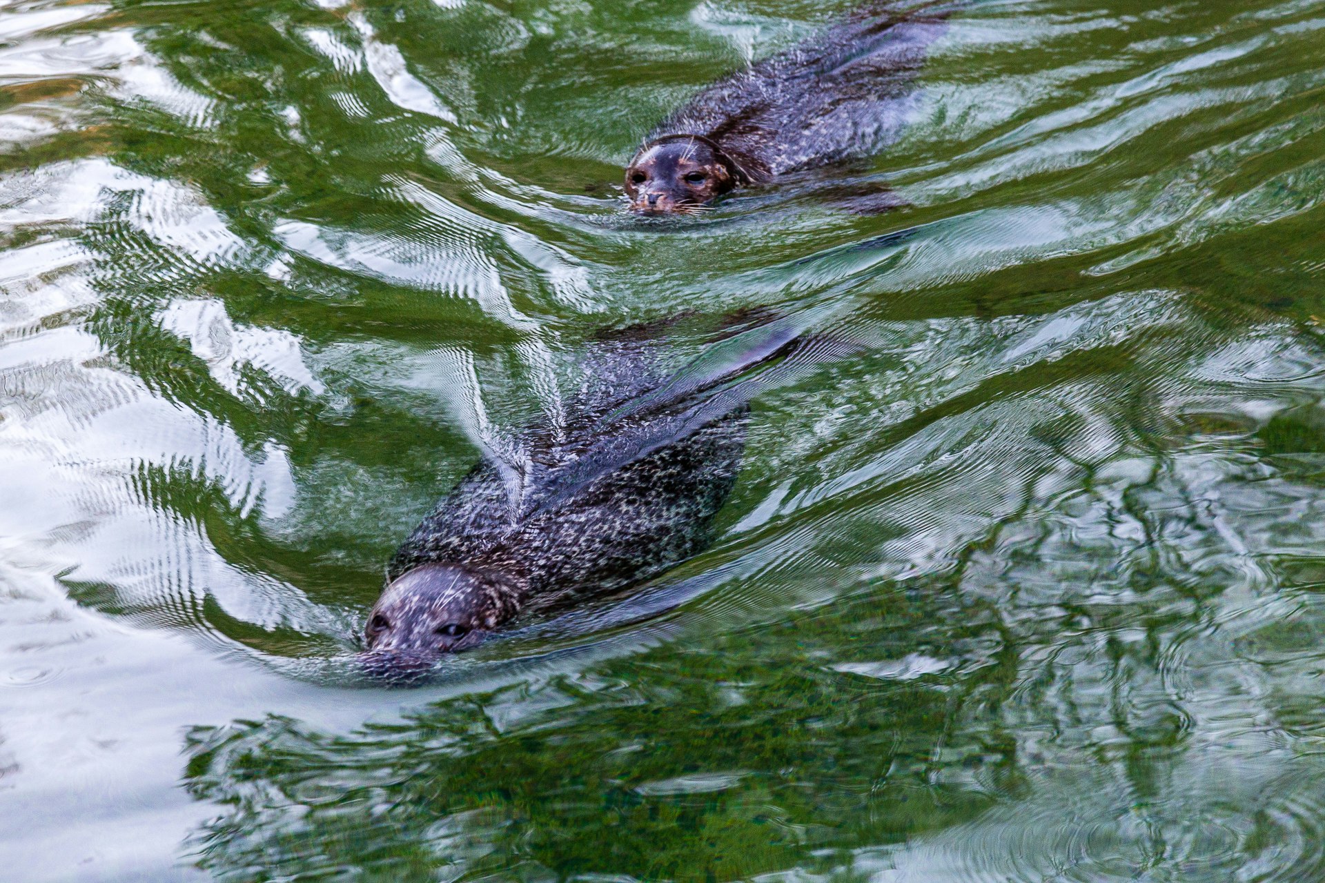 Seals in Slottskogen