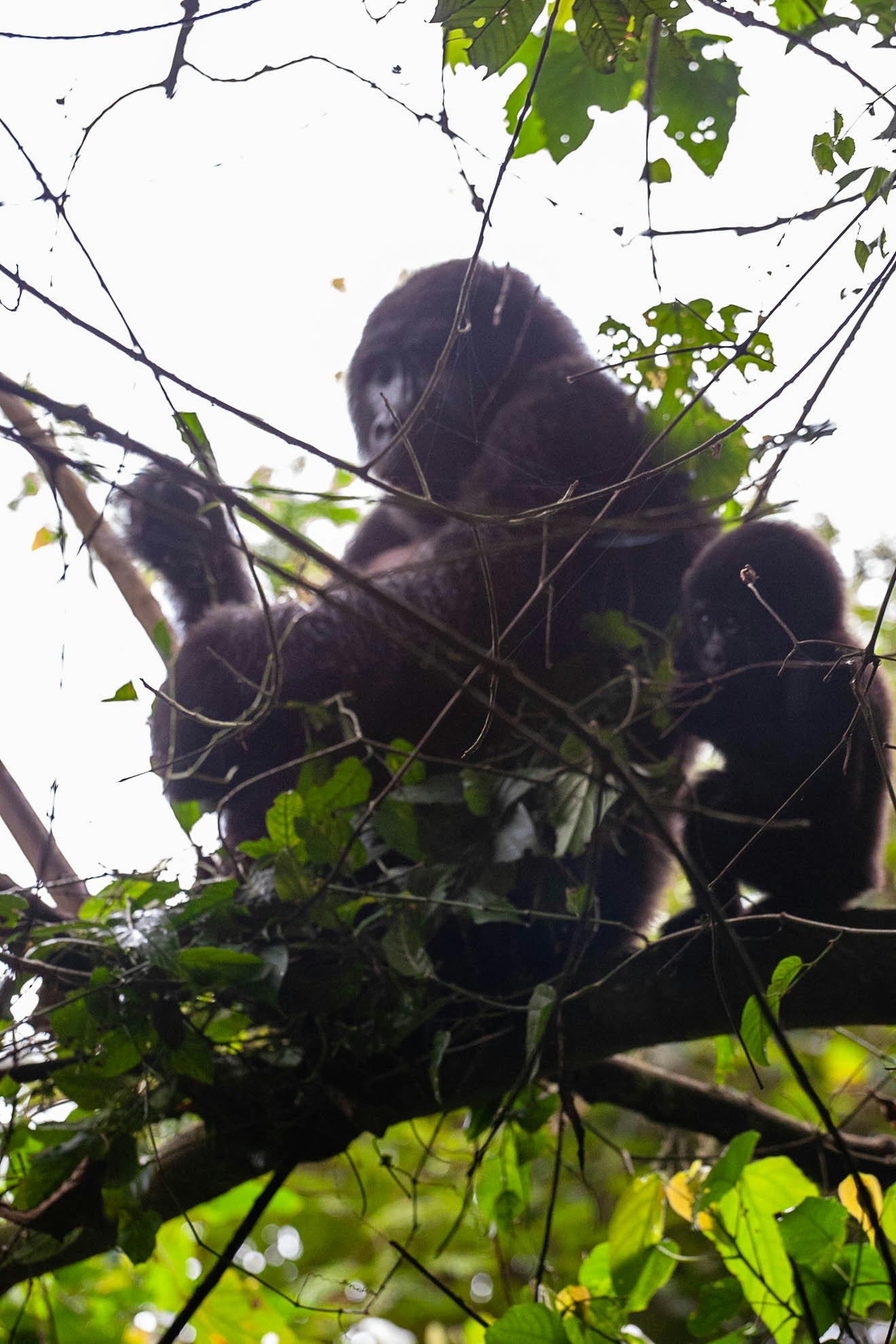 Mother gorilla and baby