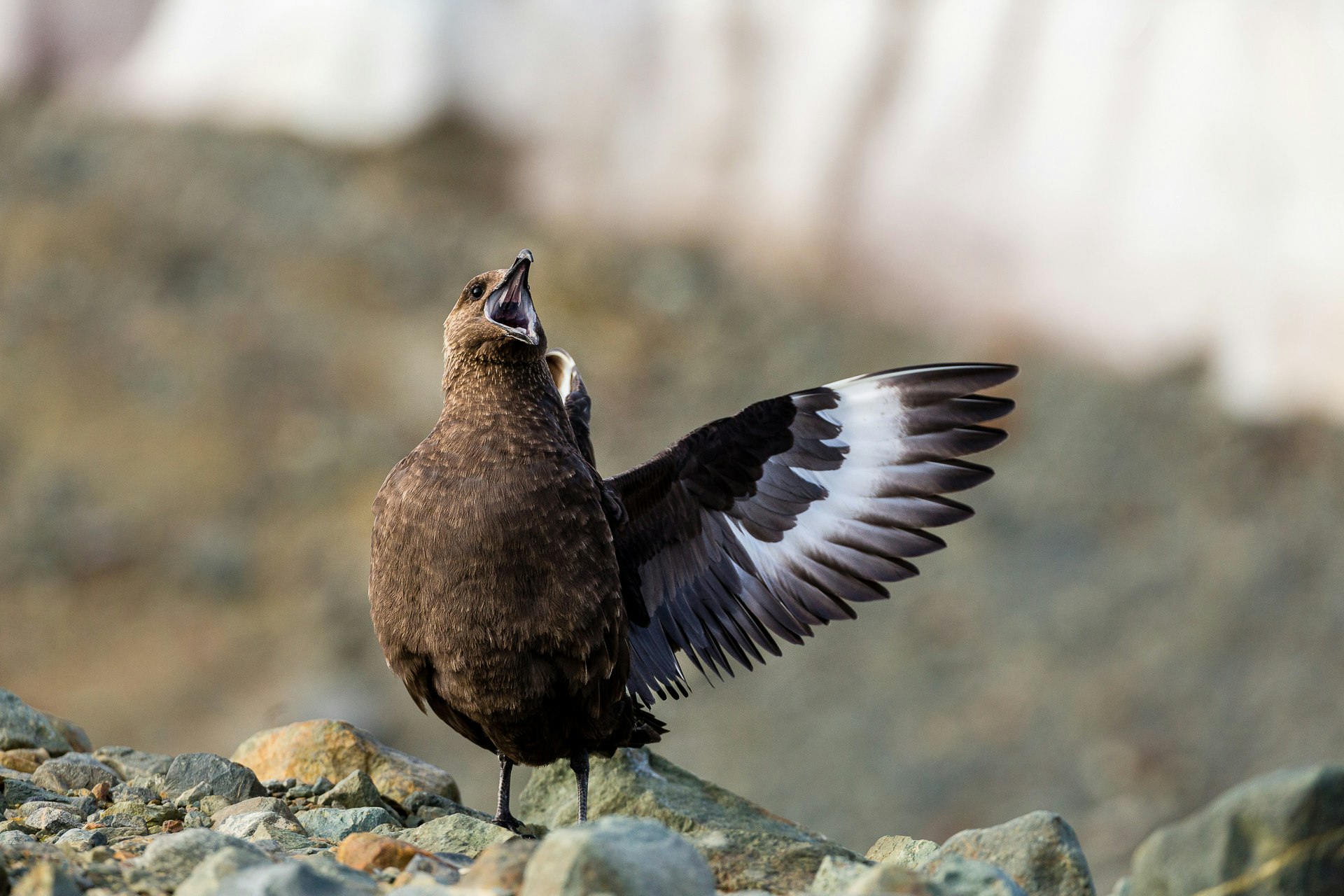 Brown Skua defends its perch