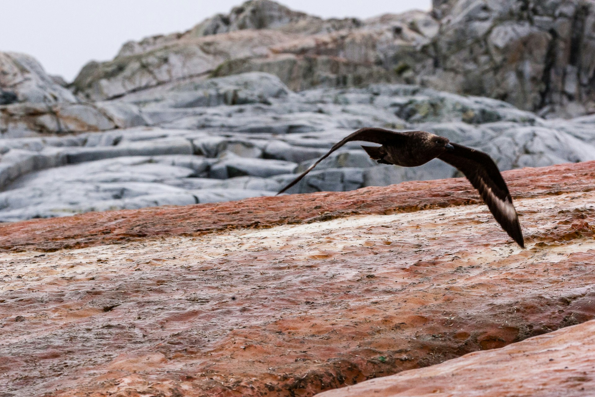 Skua in flight