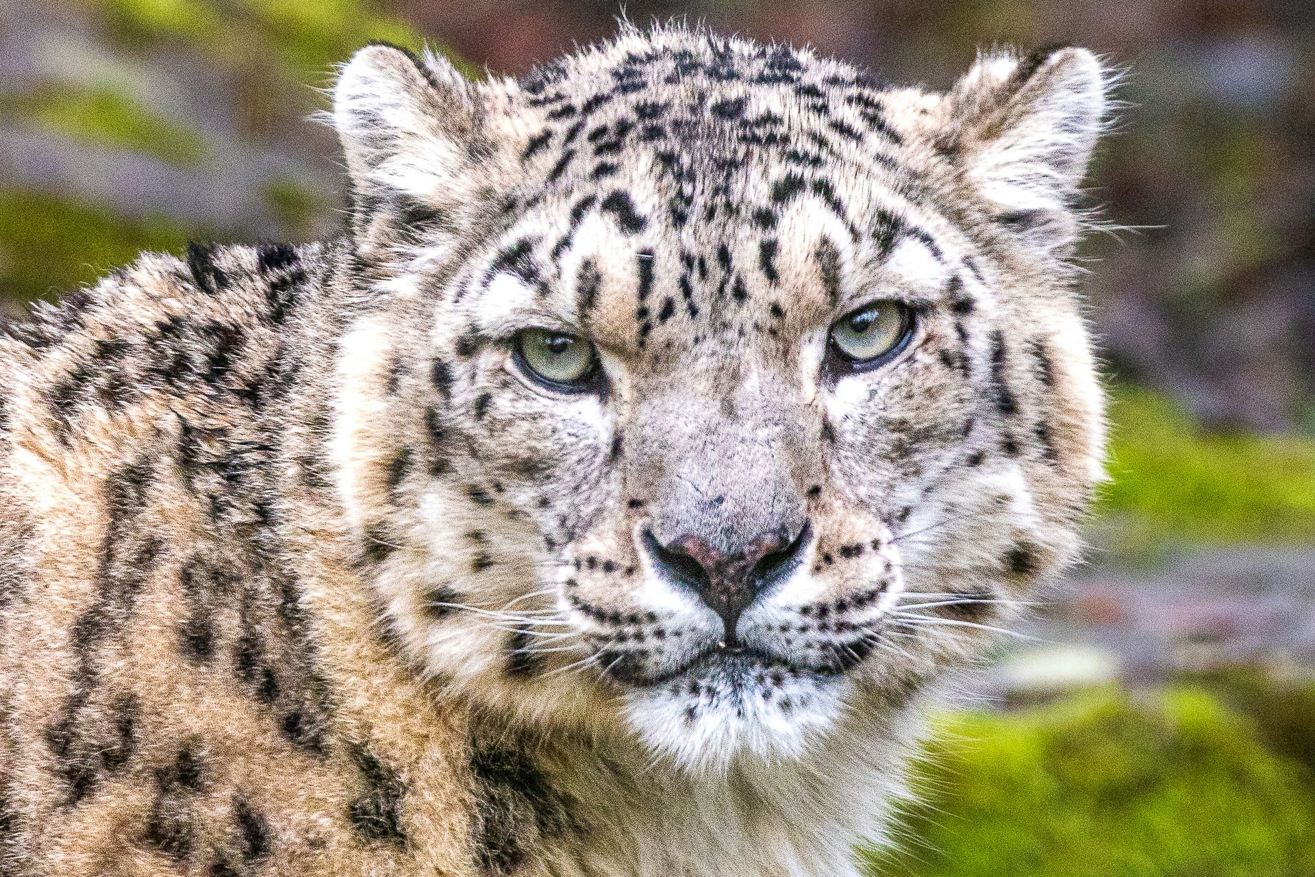 Snow Leopard Closeup