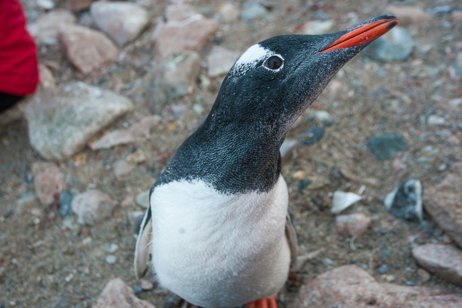 Up close with a gentoo