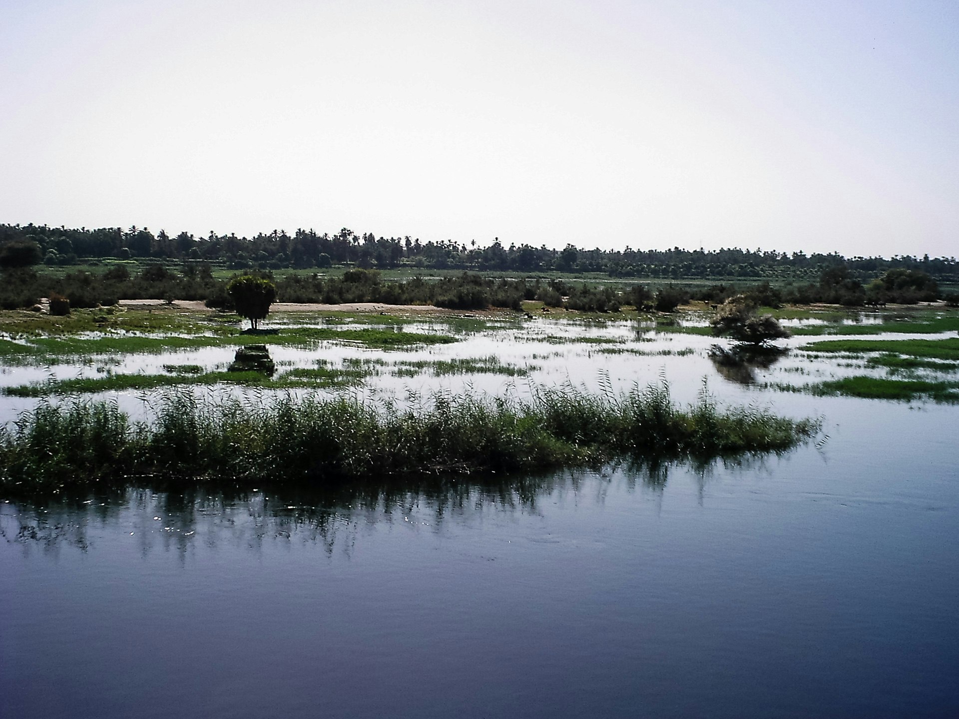 Life in the Nile
