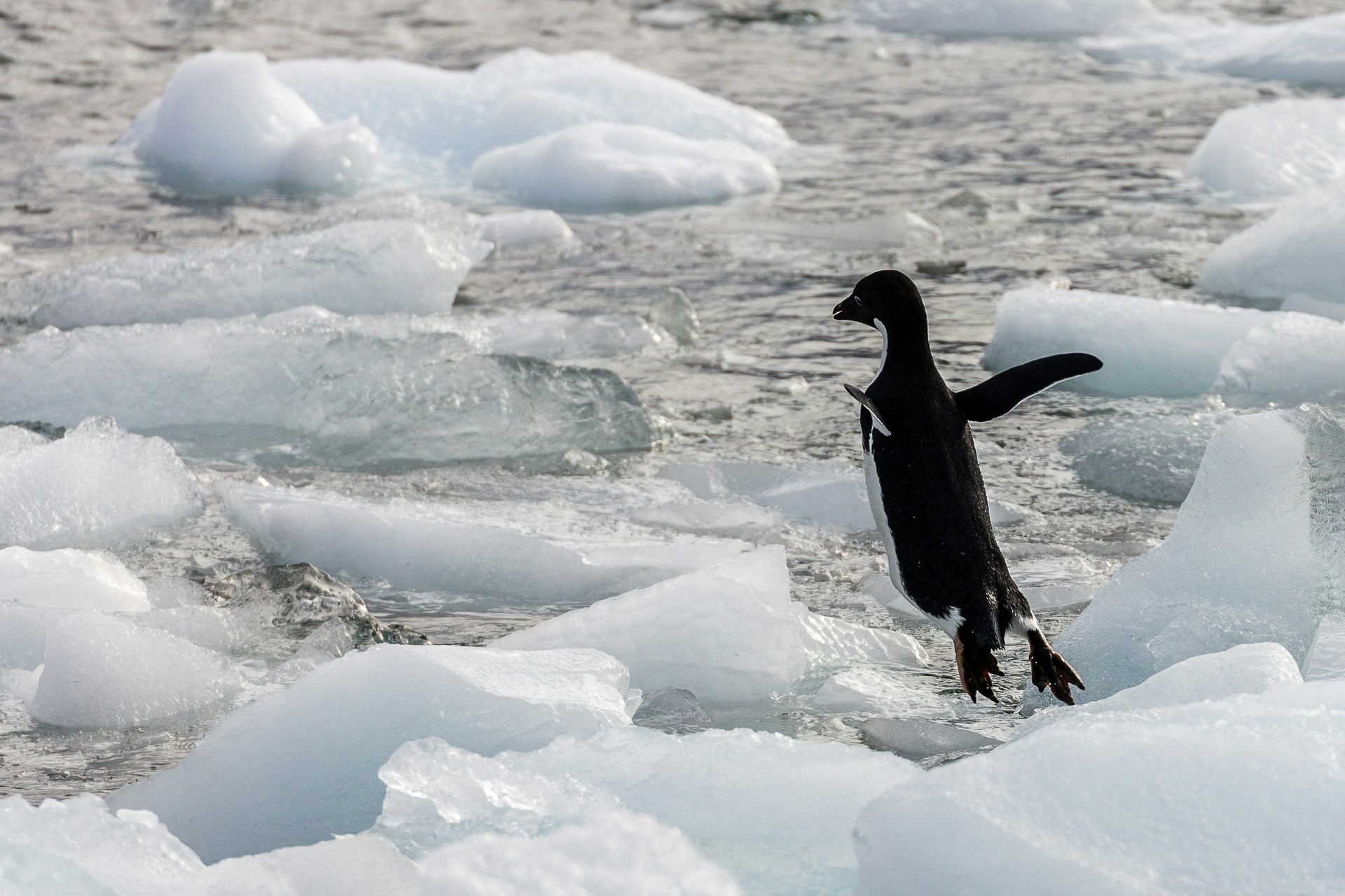Adelie Penguin diving into the water