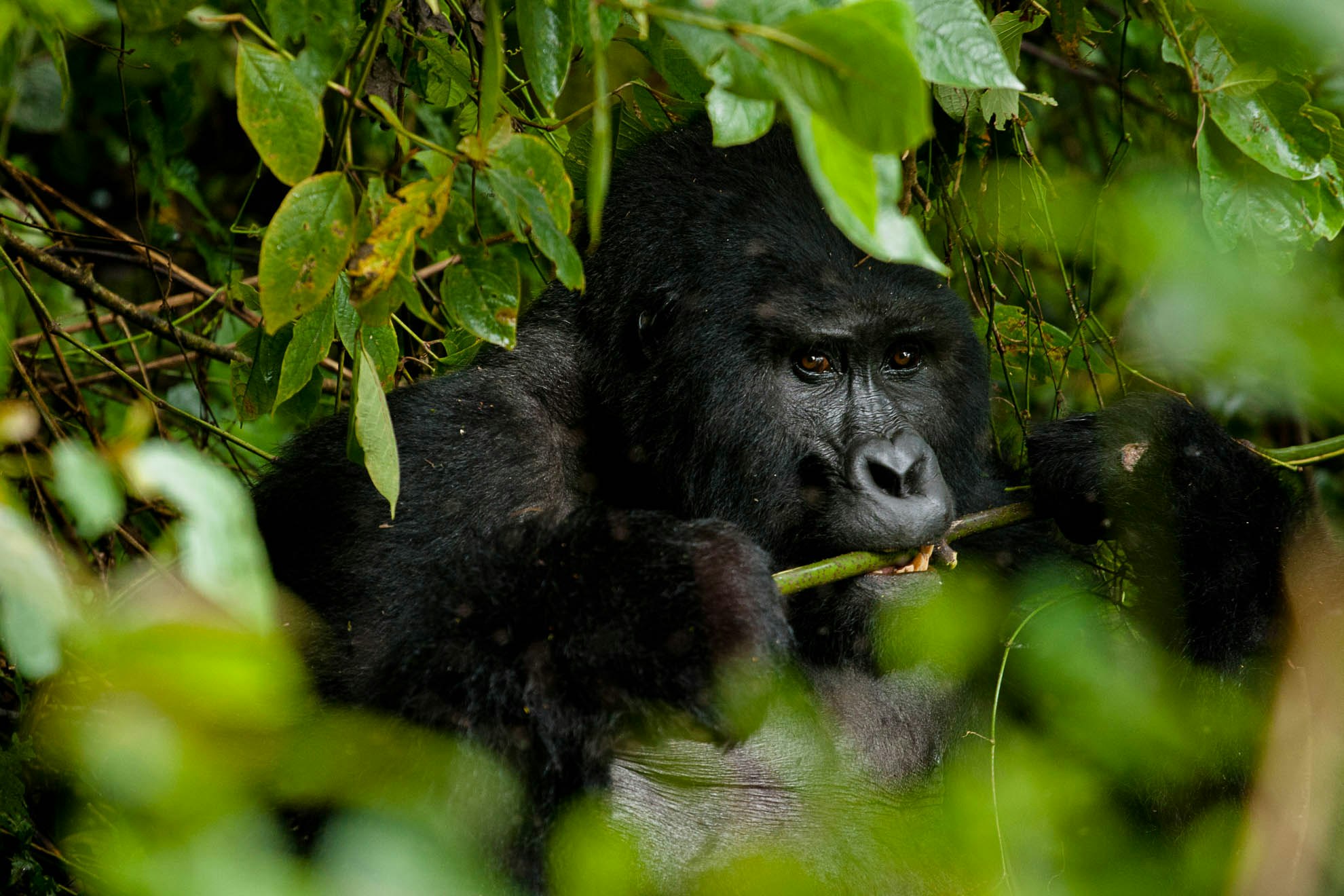 Silverback eating