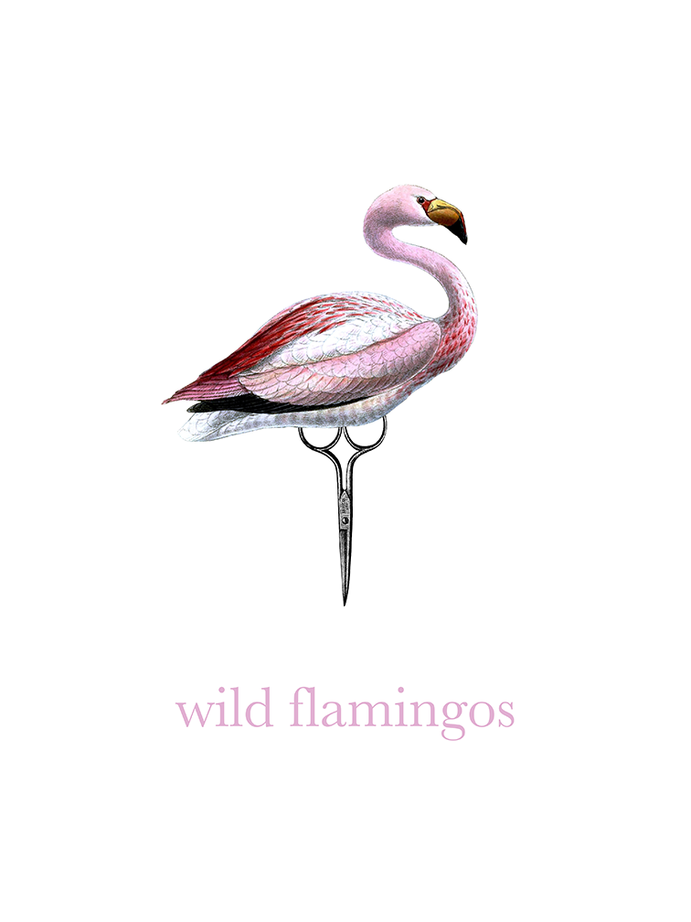 Wild flamingos